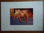 (1507) Dierenkaart: VARKENS, Verzenden, 1980 tot heden, Gelopen, Overige soorten