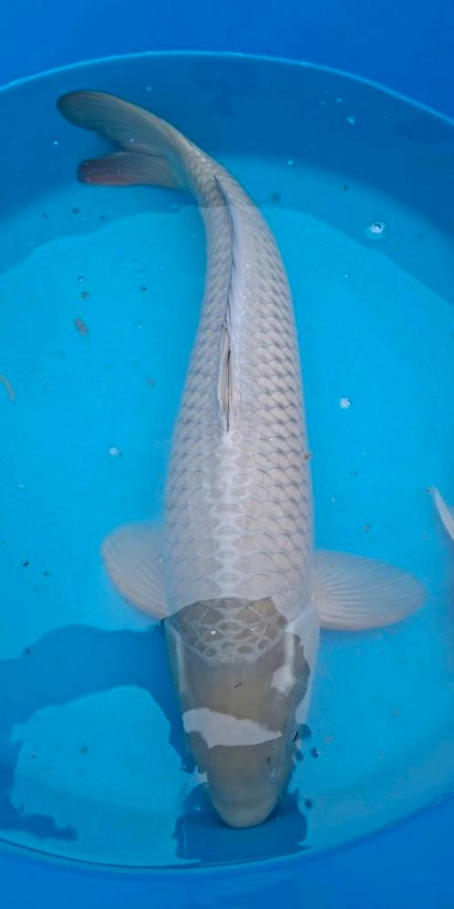 Chagoi, Dieren en Toebehoren, Vissen | Vijvervissen, Karper of Koi