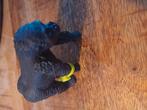 Schleich gorilla, Verzamelen, Ophalen of Verzenden, Zo goed als nieuw, Wild dier, Beeldje of Figuurtje