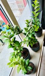 Prachtige ‘Ficus Ginseng’ kweek, In Pot, zie omschrijving, Huis en Inrichting, Kamerplanten, Ficus, In pot, Minder dan 100 cm