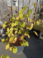 Hazelaar - 100cm hoog, Ophalen, Vaste plant, Halfschaduw, Fruitplanten