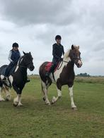 Verzorg/ lease pony’s gezocht, het liefste 2 of meer!, Dieren en Toebehoren, Paarden en Pony's | Verzorgingsproducten, Ophalen of Verzenden