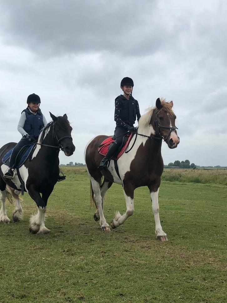 Verzorg/ lease pony’s gezocht, het liefste 2 of meer!, Dieren en Toebehoren, Paarden en Pony's | Verzorgingsproducten, Ophalen of Verzenden