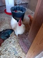 Witte haan brabanter,  20 weken oud., Dieren en Toebehoren, Pluimvee, Mannelijk, Kip