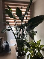 Bananenplant, Huis en Inrichting, Kamerplanten, Ophalen of Verzenden, Halfschaduw, Minder dan 100 cm