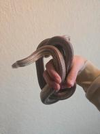 Ratten slang te koop. T.e.a.b, Dieren en Toebehoren