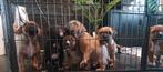 Prachtige Kruising Staffords/Ca De Bou, Dieren en Toebehoren, Honden | Niet-rashonden, Rabiës (hondsdolheid), 8 tot 15 weken, Meerdere