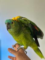 Een gezond en mooie Blauwvoorhoofdamazone /Amazone papegaai, Dieren en Toebehoren, Vogels | Parkieten en Papegaaien, Mannelijk