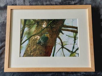 Boomklever (foto)... in Barth wissellijst 30 x 40 cm beschikbaar voor biedingen