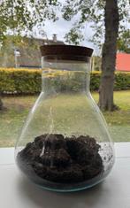 Glazen Pot / Mini ekosysteem Terrarium - H35 x Ø30 cm, Ophalen, Overige kleuren, Minder dan 50 cm, Glas