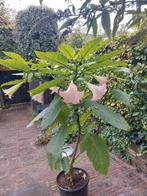 Brugmansia, Tuin en Terras, Overige soorten, 100 tot 250 cm, Zomer, Ophalen