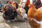 Orpintons, wyandottes en cochin groot te koop, Dieren en Toebehoren, Pluimvee, Meerdere dieren, Kip