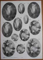 A4 knipvel condoleance bloem., Ophalen of Verzenden, Nieuw, Overige thema's, Knipvel