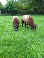 Twee prachtige ooilammeren blauwe texelaars, Dieren en Toebehoren, Schapen, Geiten en Varkens, Vrouwelijk, Schaap, 0 tot 2 jaar