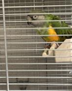 Bonte boer man? vrouwtje?, Dieren en Toebehoren, Vogels | Parkieten en Papegaaien, Geslacht onbekend, Papegaai, Geringd