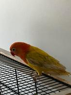 Prachtige Lieve Jonge en Hand Tamme Agapornis Dwergpapegaa, Dieren en Toebehoren, Vogels | Parkieten en Papegaaien, Meerdere dieren