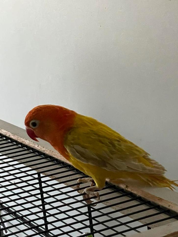 Prachtige Lieve Jonge en Hand Tamme Agapornis Dwergpapegaa, Dieren en Toebehoren, Vogels | Parkieten en Papegaaien, Dwergpapegaai of Agapornis