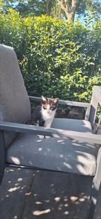 Lieve kittens te koop, Dieren en Toebehoren, Katten en Kittens | Overige Katten