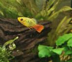 Platy's 3 verschillende, Dieren en Toebehoren, Vis