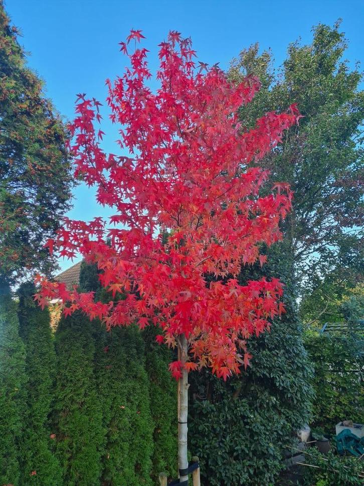 Amberboom - Liquidambar Worplesdon ca. 300 cm, Tuin en Terras, Planten | Bomen, Overige soorten, 250 tot 400 cm, Halfschaduw, Bloeit niet