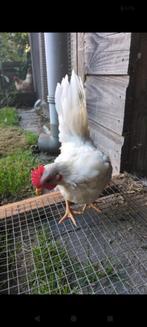 Serama haan gratis handtam, Dieren en Toebehoren, Pluimvee, Mannelijk, Kip