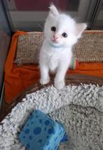 Ragdoll (3/4) x Siberische Boskat (1/4) kitten, Dieren en Toebehoren, Katten en Kittens | Raskatten | Langhaar, Kater, Gechipt