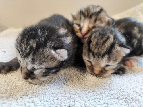Landelijk opgroeide kittens, Dieren en Toebehoren, Katten en Kittens | Overige Katten, Kortharig, Meerdere dieren, 0 tot 2 jaar