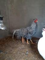 Schijndelaar koekoek haan/haantje., Dieren en Toebehoren, Pluimvee, Mannelijk, Kip