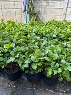 Mega hortensia’s NU €10,- per stuk!!, Tuin en Terras, Planten | Tuinplanten, Ophalen of Verzenden