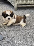 Mooie boomer pups, Dieren en Toebehoren, Honden | Niet-rashonden, CDV (hondenziekte), 8 tot 15 weken, Meerdere, Meerdere dieren