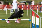 Junioren Agility, Training of Cursus