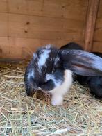 Franse hangoor 3 stuks, Meerdere dieren, Groot, Hangoor, 0 tot 2 jaar