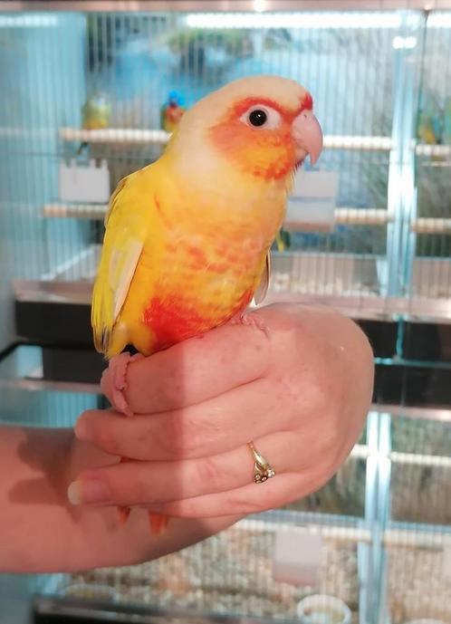 Pyrrhuras super tam en echt super lief., Dieren en Toebehoren, Vogels | Parkieten en Papegaaien, Papegaai, Meerdere dieren, Tam