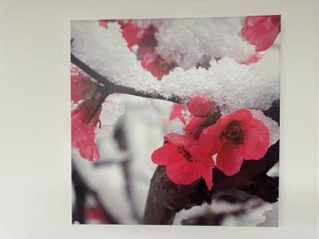 Bloemen in de Sneeuw - Foto/Poster beschikbaar voor biedingen