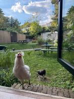 Araucana haan met toeven, wit, bolstaart., Dieren en Toebehoren, April, Mannelijk