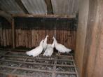 Drie witte pauwen te koop, Dieren en Toebehoren, Pluimvee, Meerdere dieren, Overige soorten