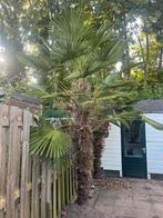 Chinese Waaierpalm - Trachycarpus Fortunei, Tuin en Terras, Planten | Bomen, Ophalen, Palmboom, 250 tot 400 cm