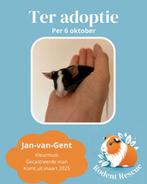 Gecastreerde kleurmuis ter adoptie, Maart, Muis, Mannelijk, Tam