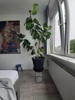 Ficus elastica, Huis en Inrichting, Ophalen, Ficus