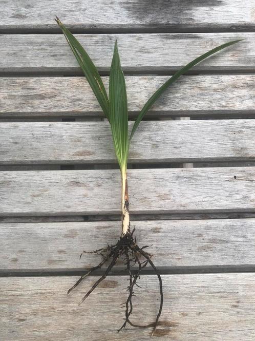 Trachycarpus fortunei winterhare palmboom, Tuin en Terras, Planten | Tuinplanten, Overige soorten, Volle zon, Zomer, Ophalen of Verzenden