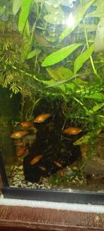 Jonge Platy,s, Dieren en Toebehoren, Vissen | Aquariumvissen, Vis, Zoetwatervis, Schoolvis