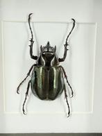 Kaukasuskever in lijst - Wildernis Atelier, Ophalen of Verzenden, Nieuw, Opgezet dier