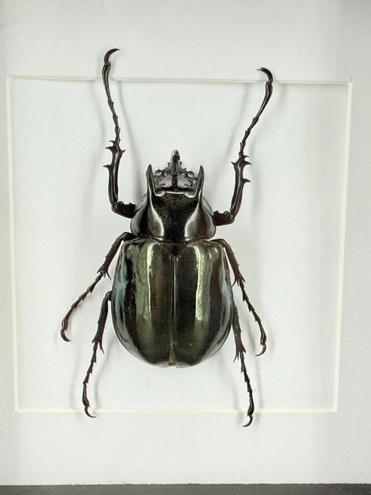 Kaukasuskever in lijst - Wildernis Atelier, Verzamelen, Dierenverzamelingen, Nieuw, Opgezet dier, Ophalen of Verzenden