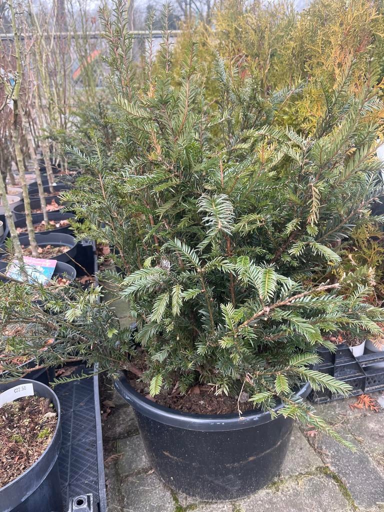 Taxus baccata Restpartij - Haagplant, Tuin en Terras, Planten | Tuinplanten, Vaste plant, Bloeit niet, Halfschaduw, Ophalen