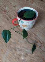 Stekje Philodendron Scandens, Huis en Inrichting, Kamerplanten, Overige soorten, Minder dan 100 cm, Halfschaduw, In pot