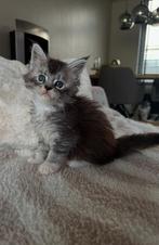Maine Coon poesje met stamboom, Dieren en Toebehoren, Katten en Kittens | Raskatten | Langhaar, Poes, Gechipt, 0 tot 2 jaar