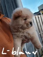 Chow chow pups ze mogen vertrekken naar nieuw huis!!, 8 tot 15 weken, Poolhond, Meerdere, Meerdere dieren