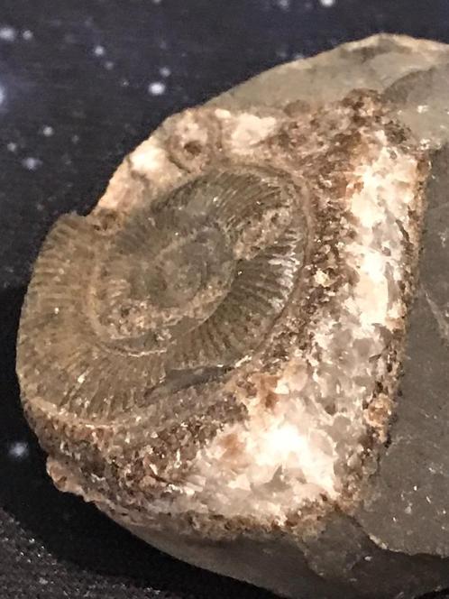 Fossiele ammoniet met glinsterende kristallen, Verzamelen, Mineralen en Fossielen, Fossiel, Ophalen of Verzenden