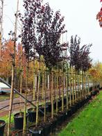 Prunus cerasifera 'Nigra' (rode Kerspruim) 🍁, Tuin en Terras, Planten | Bomen, Ophalen, Lente, Volle zon, Overige soorten