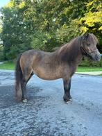 Nsps Shetlander merrie’s, Dieren en Toebehoren, Pony's, Merrie, Gechipt, Niet van toepassing, A pony (tot 1.17m)